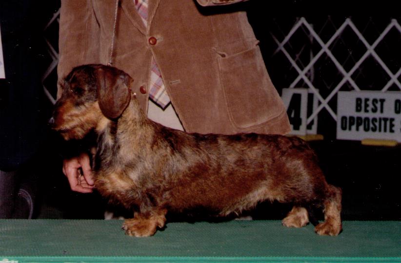 soft wire haired dachshund